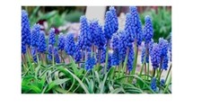 10 bulbes de muscari violet