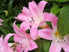 AMARYLLIS BELLADONNA NAKED