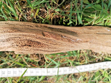 bois flotté premier choix 35