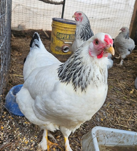 Light brahma chicken - 12,
