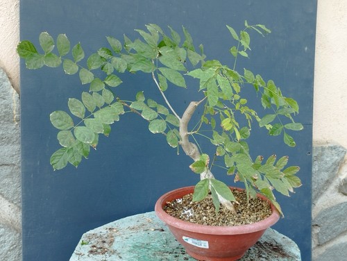 Bonsaï glycine cm en - bonsaï, 50