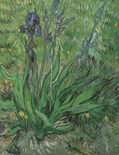 The Lily Saint Remy 24x32 12 Color Art Print by Vincent Van Gogh