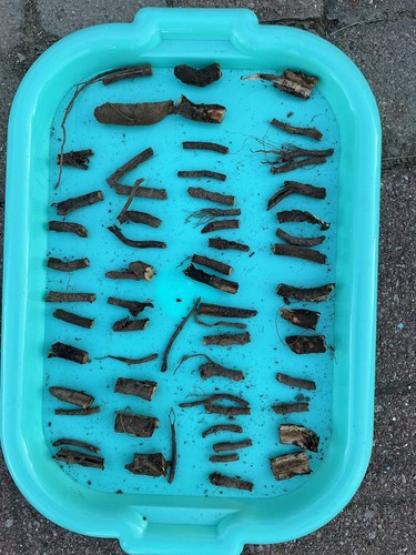 Russian comfrey live root - comfrey,