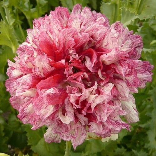 Pavot pivoine flemish - pavot, antique