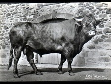 MARCENAT (15) BOVINE de RACE SALERS Ferme de BORIE cliché Albert MONIER circa 1950