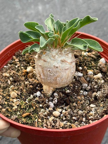 Pachypodium namaquanum - namaquanum, –
