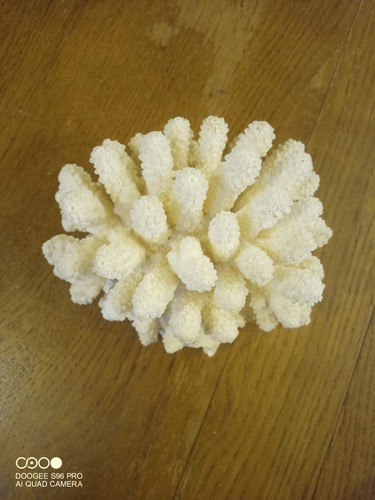 Ancien corail blanc grappe - en,