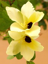 Bauhinia Tomentosa, rare yellow bell ORCHID TREE flowering bonsai plant 25 seeds