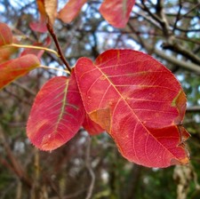 Amelanchier lamarckii -