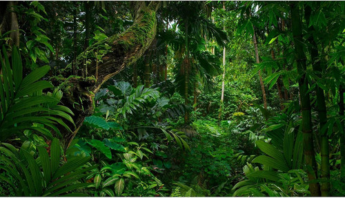 Tropical rainforest aquarium - tropical,