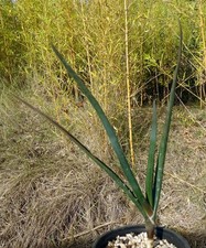 ALOE BARBERAE cactus kakteen