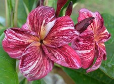 3 graines FRANGIPANIER