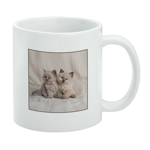 Miradoll ragdoll kitten best - miradoll,