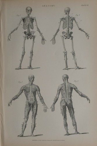 1886 imprimé anatomie corps - 1886,