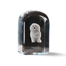 Bichon Havanais, Bichón Habanero - Kristallwürfel Avec Image, Hundebild