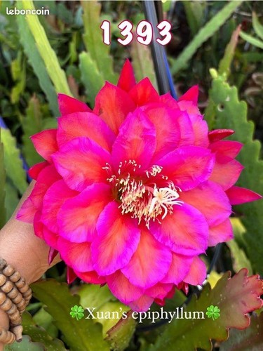 Nouveauté epiphyllum - nouveauté-, n°