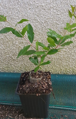 Punica granatum kabylie - punica, /