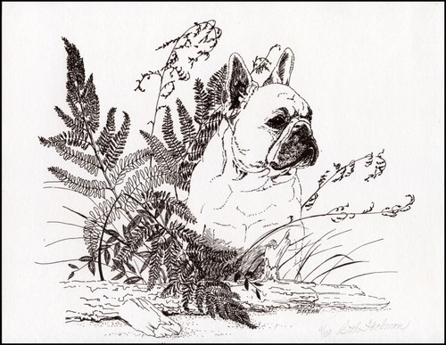 French bulldog dog fine - french,