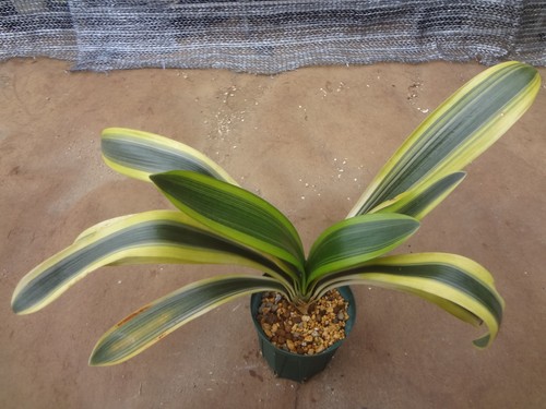 Clivia miniata tenshikan - clivia, 'tenshikan'