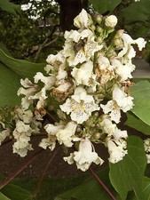 30 CHINESE INDIAN BEAN ( YELLOW CATALPA ) SEEEDS - CATALPA OVATA