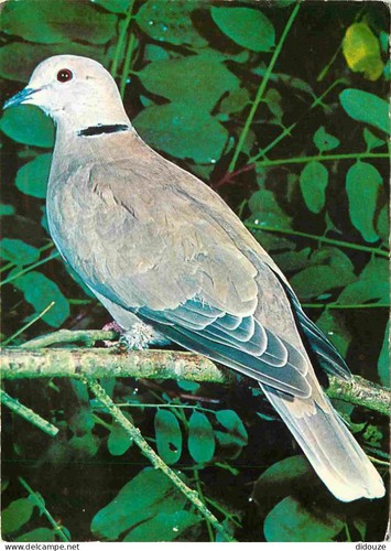 Carte postale animaux - postale,