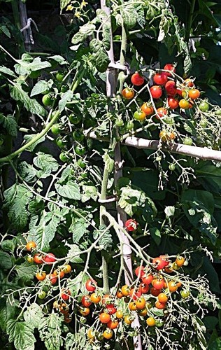100 graines tomate petit - 100,
