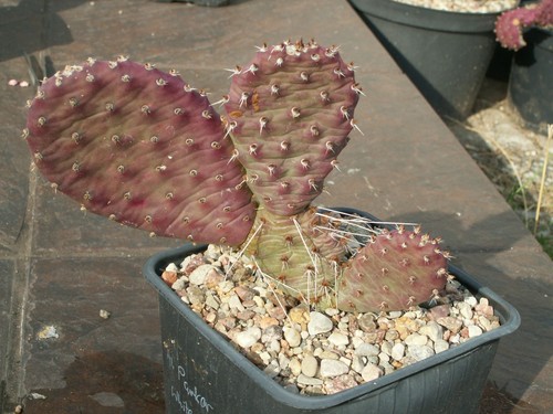 Opuntia parker x white - 'al, 'white