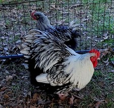 6+ Silver Laced English Orpington Hatching Eggs Show Quality