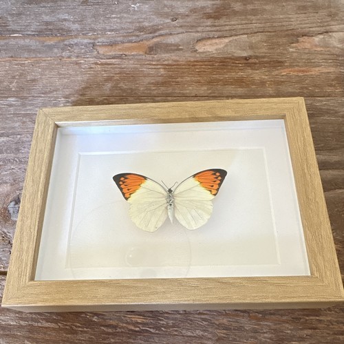 Hebomoia glaucippe - , –