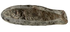 Poisson Fossile du nord