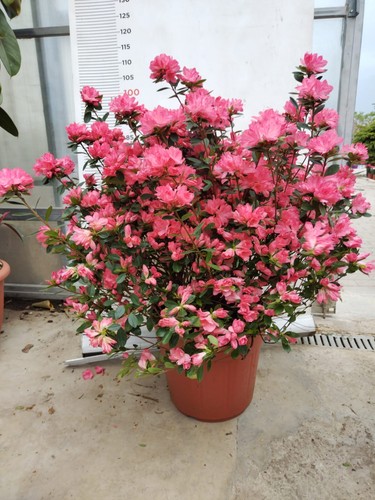 Plante rhododendron azalée - plante, de
