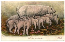 Sow and its piglets, Types of Auvergne. See double-sided. Posted in 1936.