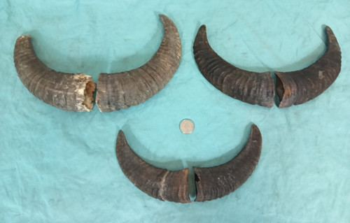 Set mouflon mountain - of,