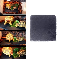  Tortoise Accessories Plat