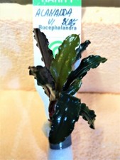 BUCEPHALANDRA ALAMANDA VI BLUE