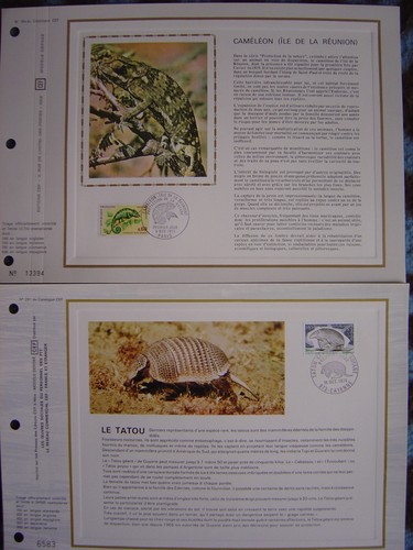 Tatou caméléon espèces - -,