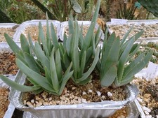 ALOE SPECIOSA   cactus kakteen