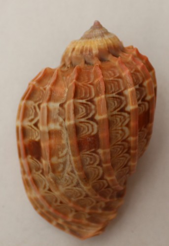 Coquillage lot 2 - 2, cymbiola