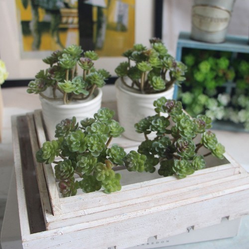 Mini plantes succulentes