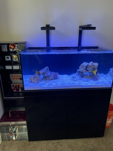 Red sea 100 gallon aquarium - red,