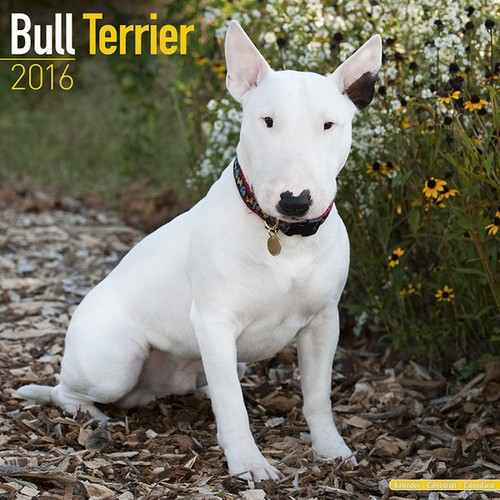 Calendrier 2016 bull - calendrier, terrier
