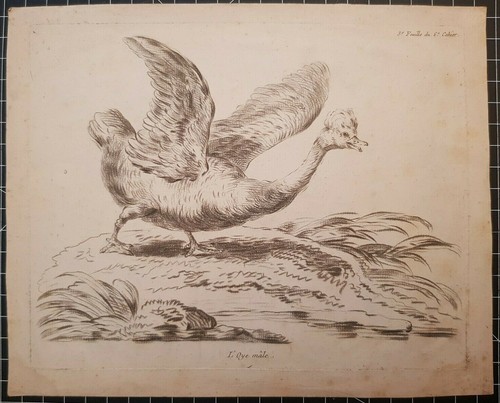 Xviiie gravure oye mâle oie - gravure,