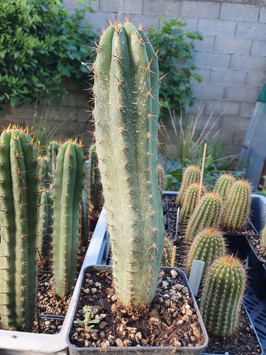 Cactus cierge echinopsis - -,