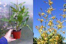 Dendrobium tangerinum