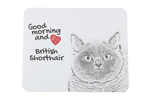 British shorthair souris - souris, avec