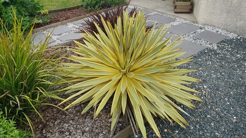 Yucca gloriosa citrus - yucca, 'citrus