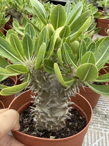 Pachypodium brevicaule - , ×