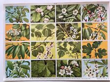 pedagogy board no. 105 flowers fruit trees Arnaud publisher 1957 VGC