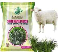 Graines d'herbe Super Napier pour bovins, haut rendement, herbe multi-coupes ...