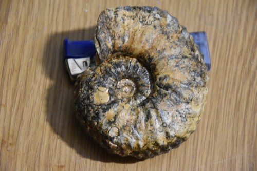 Ammonite alloclionites ares - alloclionites,